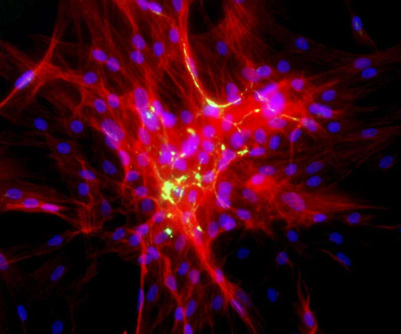 cluster of cells migrating to help close a wound