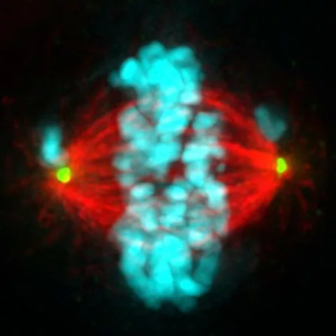 Polar chromosomes