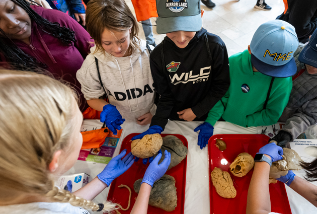 Elementary school students interact with organs at the Wisconsin Science Festival