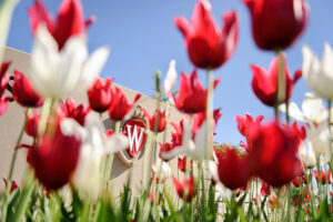 The UW–Madison campus is full of natural beauty, including red and white rose beds