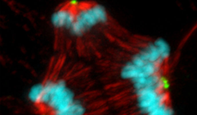 cancer cell undergoing abnormal mitosis and dividing into three new cells rather than two
