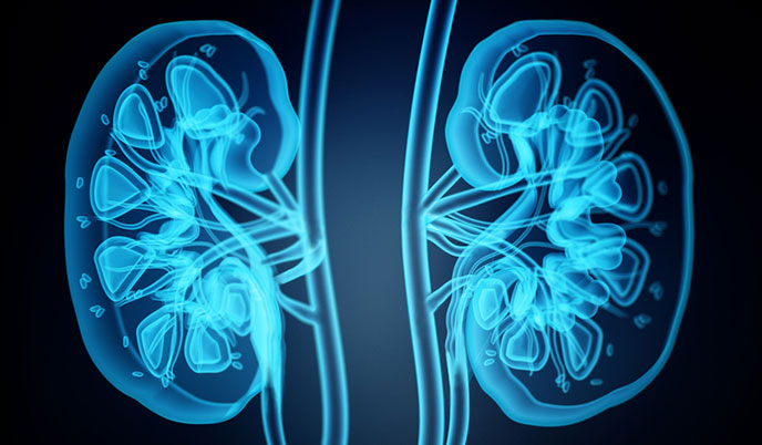 illustration of kidneys