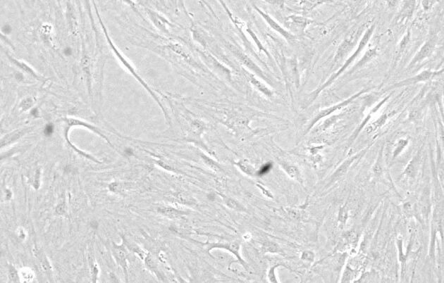 Microscopic cells