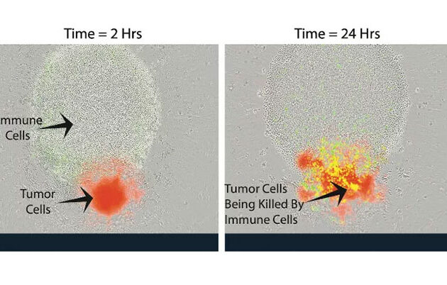 Immune cells and tumor cells at 2 hours and 24 hours