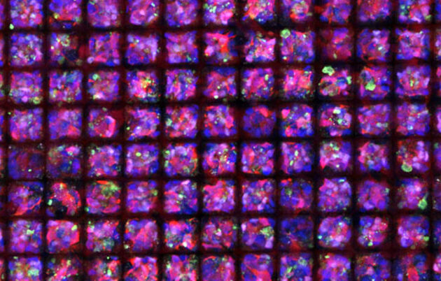A microscopic view of rectangular forms