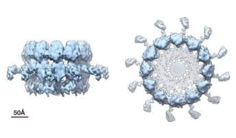 A high resolution side and top view of viral replication machinery