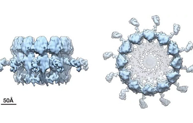 A high resolution side and top view of viral replication machinery