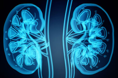 illustration of kidneys