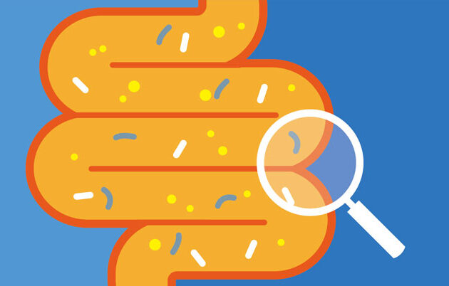 Large intestine illustration
