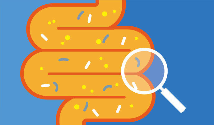 Large intestine illustration
