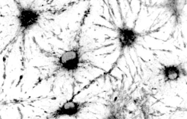 Microscopic image of cells