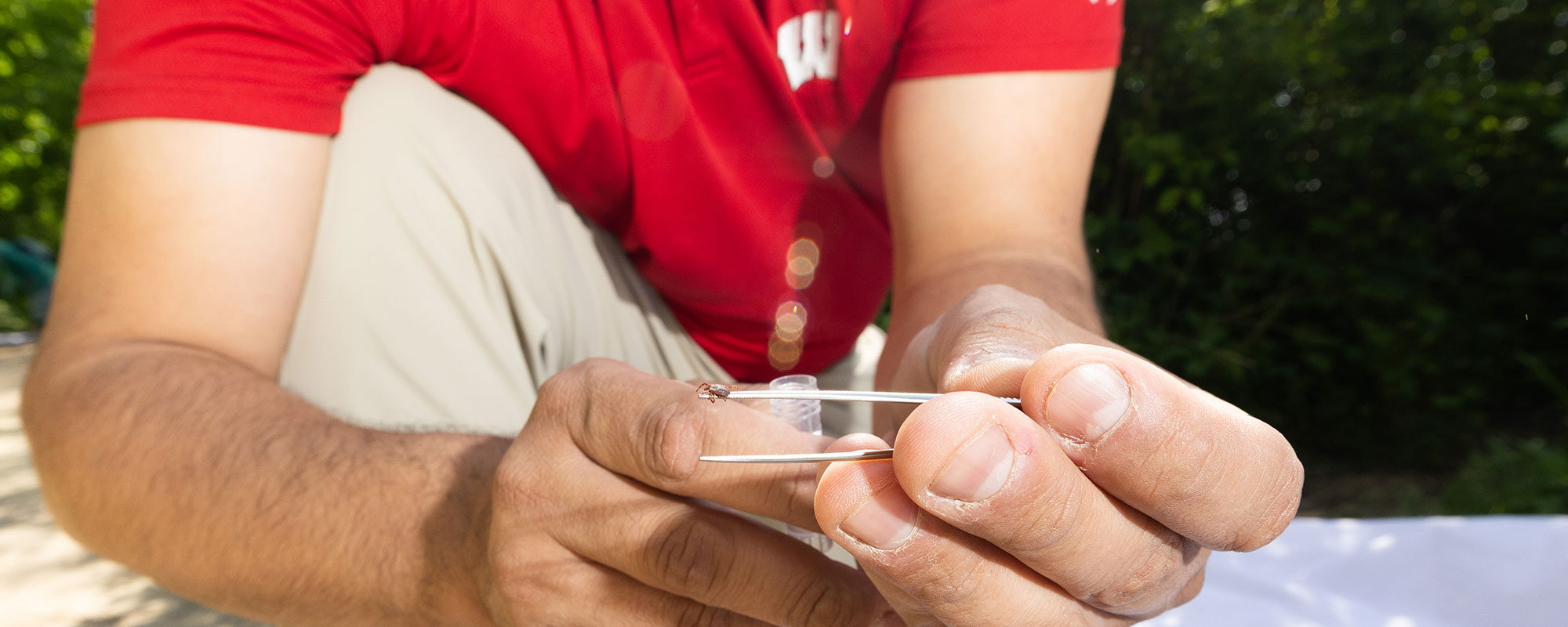 Johnny Uelmen collects a tick using tweezers.