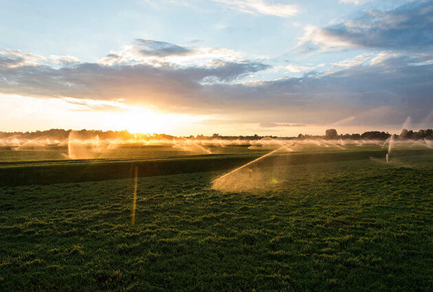 A sun setting over a cranberry farm