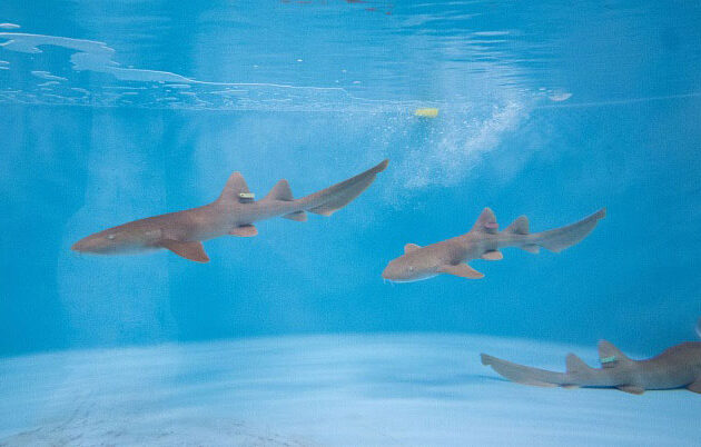 sharks