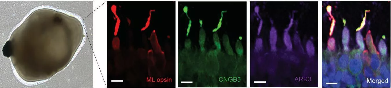 mature retinal organoid