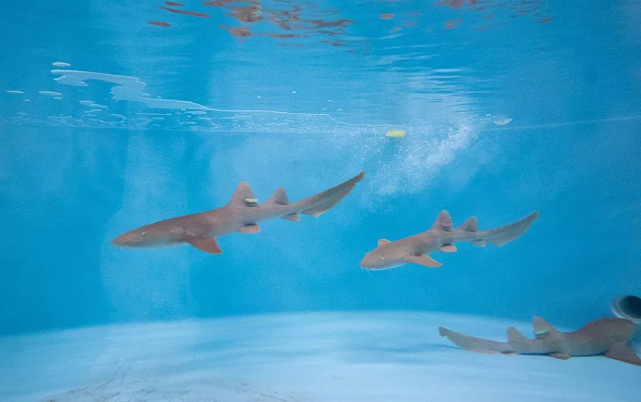 Sharks swimming in a shark tank